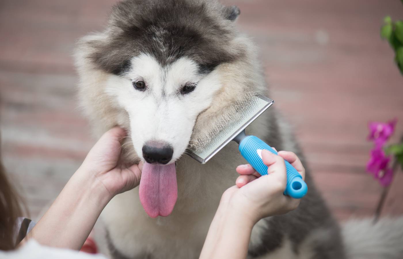 supplies for your malamute's coat