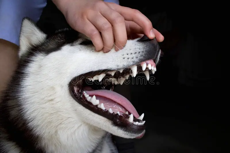 tooth care for your alaskan malamute