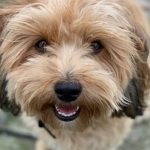 why should you get a havanese dog