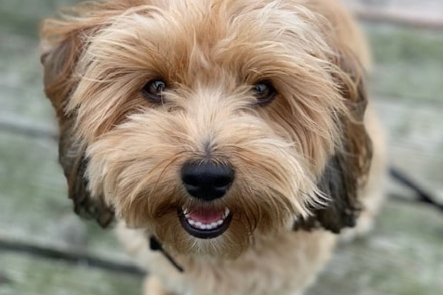 why should you get a havanese dog