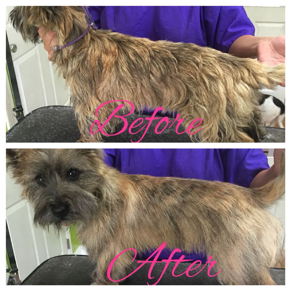 coat care for your cairn terrier