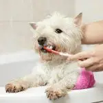 dental and ear care for your cairn terrier