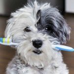 ear eye and dental care for your havanese