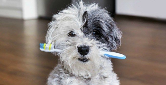 ear eye and dental care for your havanese