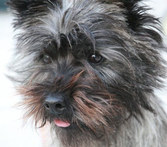 Grooming a Cairn Terrier for the Show Ring Dog Grooming Tutorial