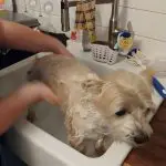 how to bathe your cairn terrier at home