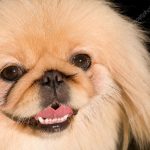 how to care for your pekingese teeth