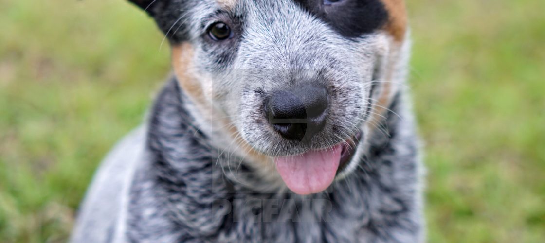 Manage Coat Shedding for Australian Cattle Dog Dog Grooming Tutorial