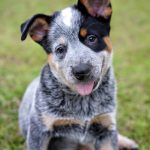 manage coat shedding for australian cattle dog