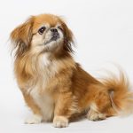 nail and ear care for your pekingese