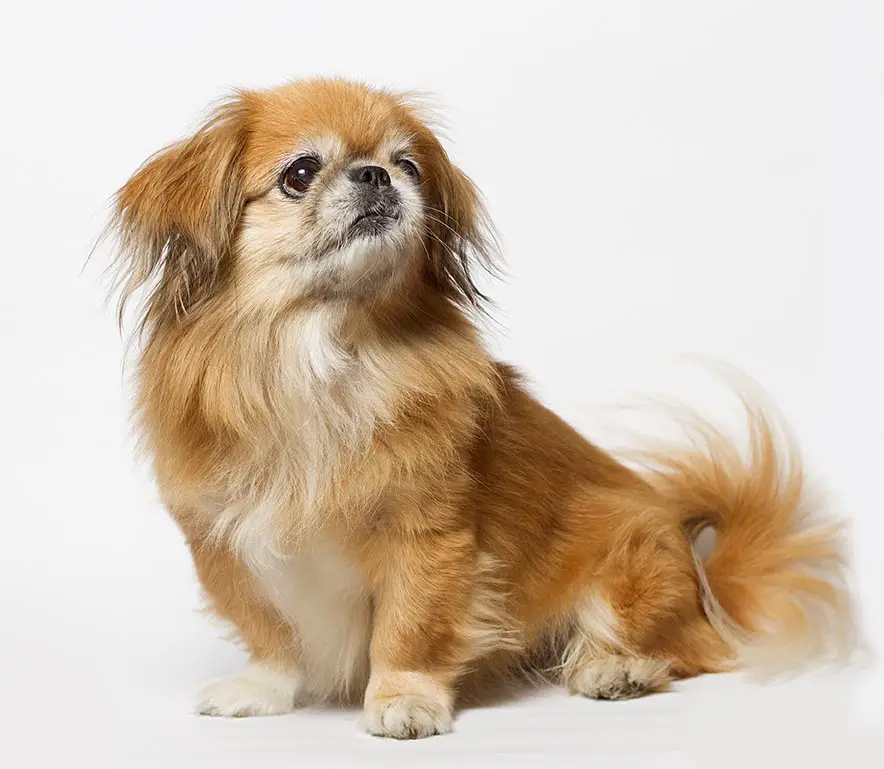 nail and ear care for your pekingese