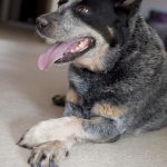 nail trimming for australian cattle dogs