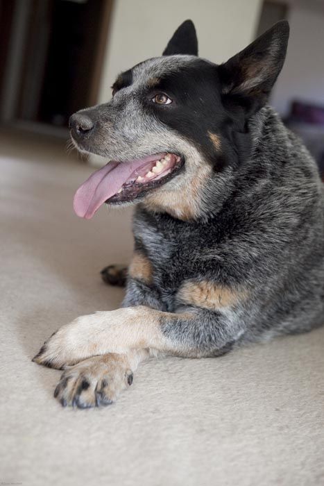 Thorns Turbine Recite Nail Trimming for Australian Cattle Dogs - Dog Grooming Tutorial