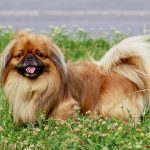 pekingese coat and skin problems