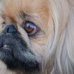 pekingese eye problems care and treatment