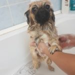 rules of bathing your pekingese at home