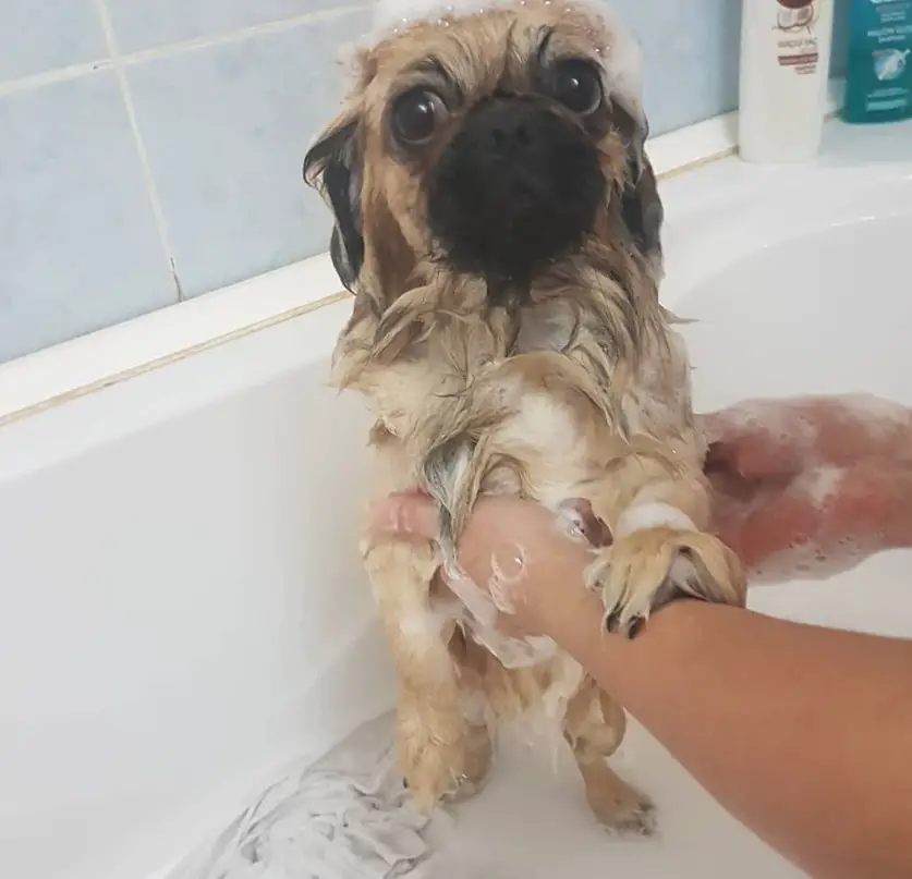 rules of bathing your pekingese at home