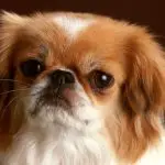 what to use to fight against fleas and ticks on a pekingese