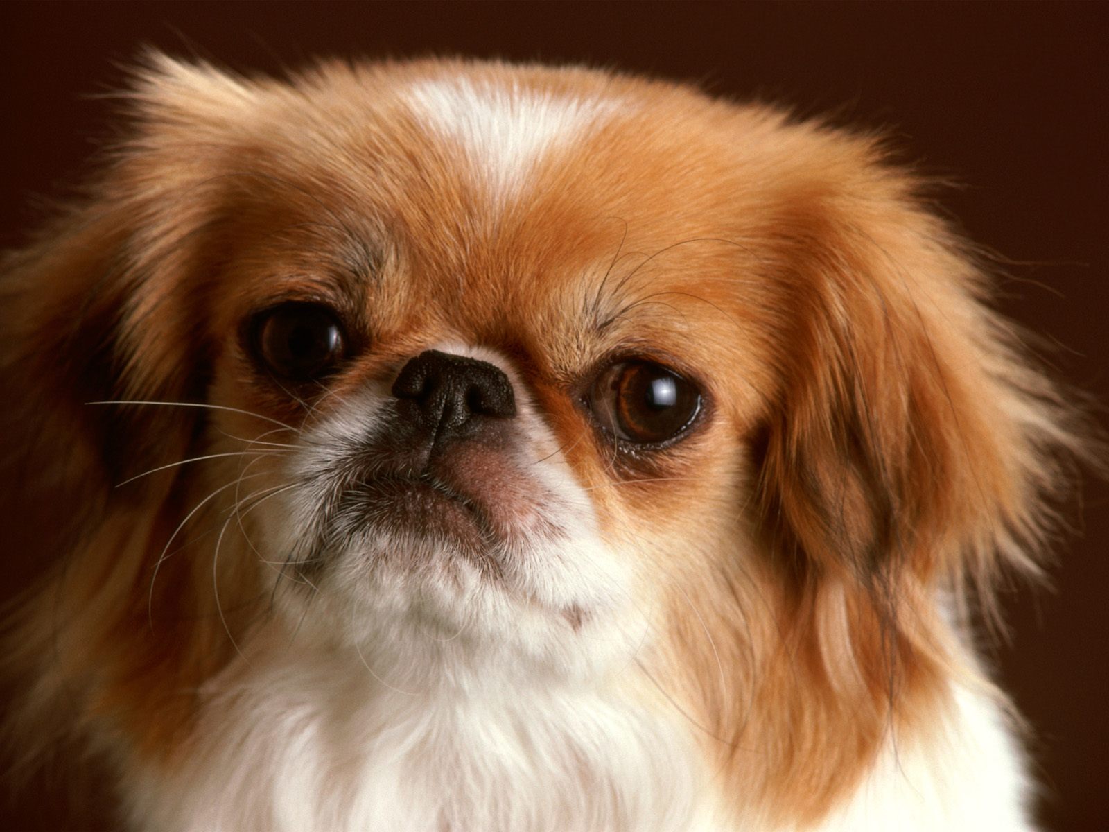 what to use to fight against fleas and ticks on a pekingese