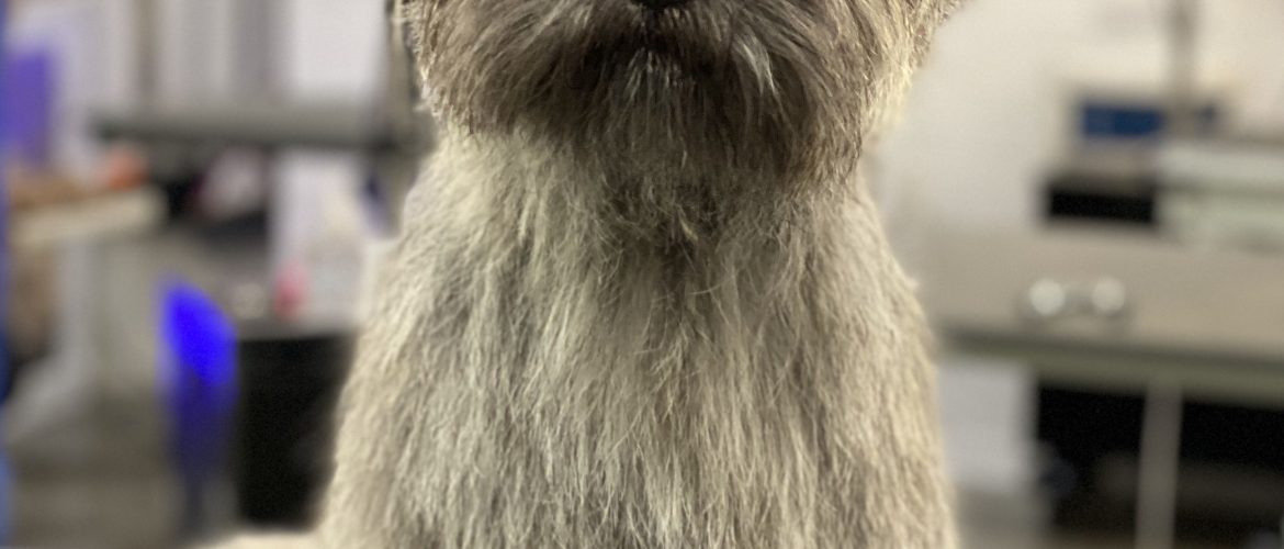 When to Do Hand Stripping on Your Cairn Terrier Dog Grooming Tutorial