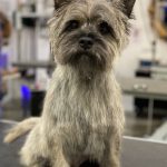 when to do hand stripping on your cairn terrier