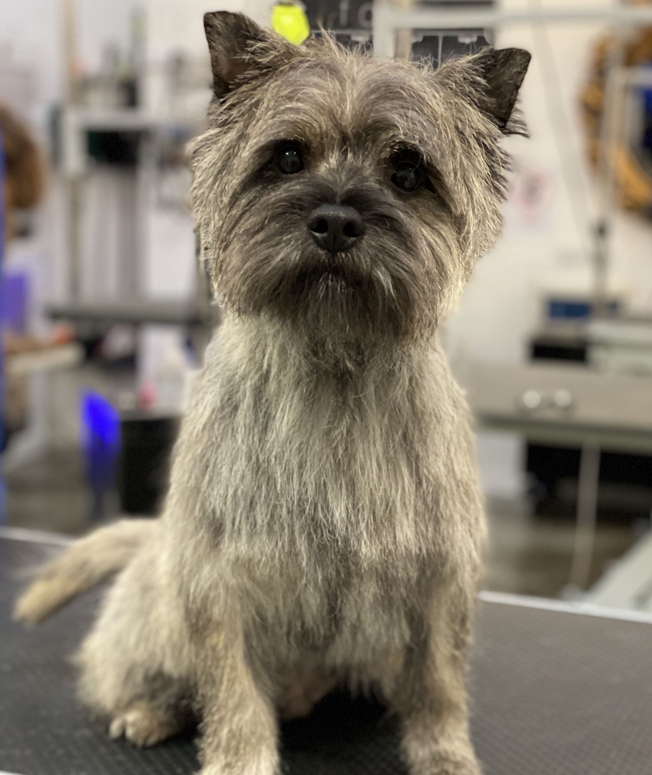 When to Do Hand Stripping on Your Cairn Terrier Dog