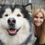 why should you get an alaskan malamute