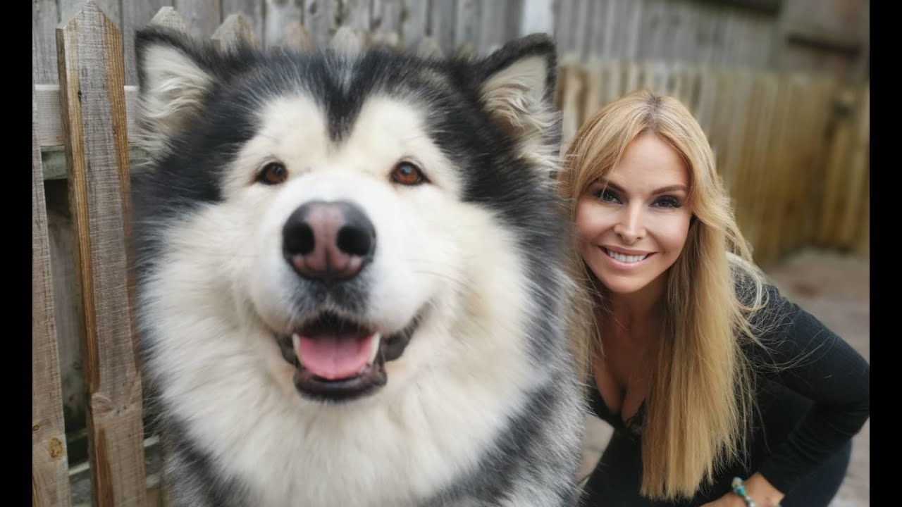 Why Should You Get an Alaskan Malamute - Dog Grooming Tutorial