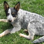 dealing with fleas on your australian cattle dog