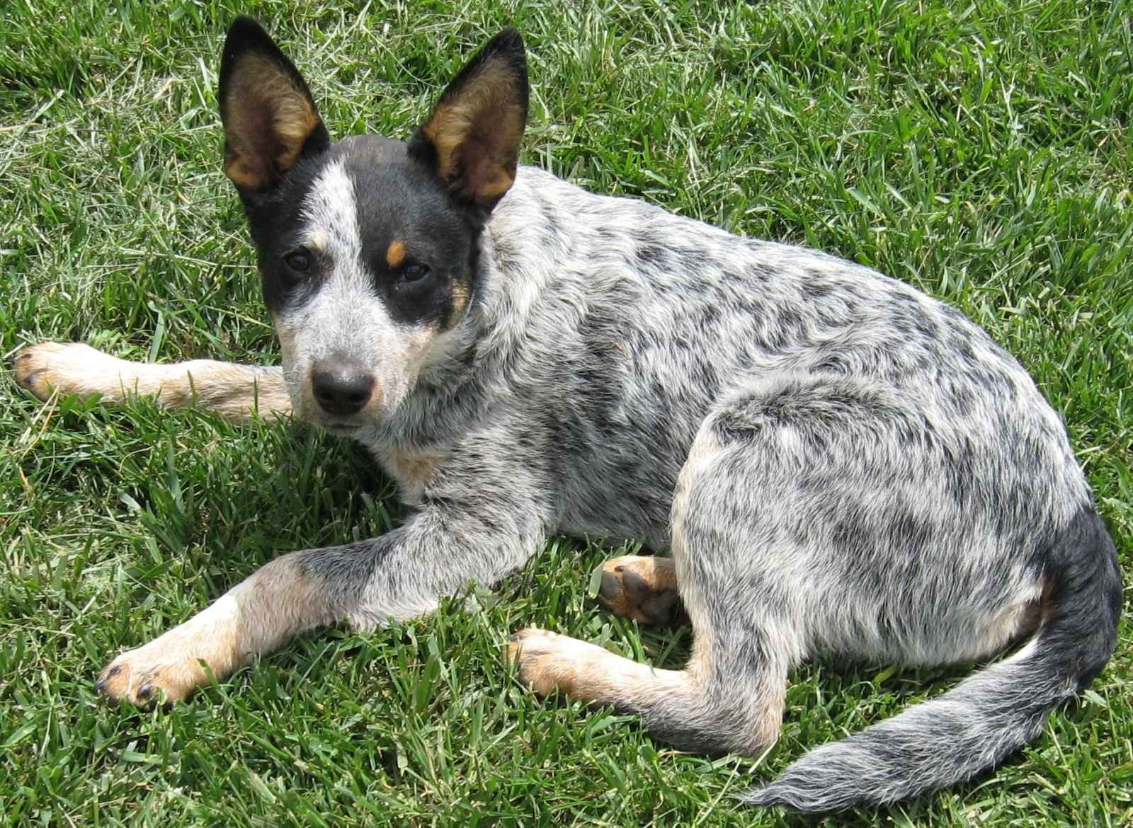 dealing with fleas on your australian cattle dog