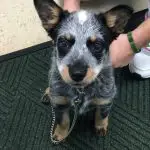 health care routine for australian cattle dog