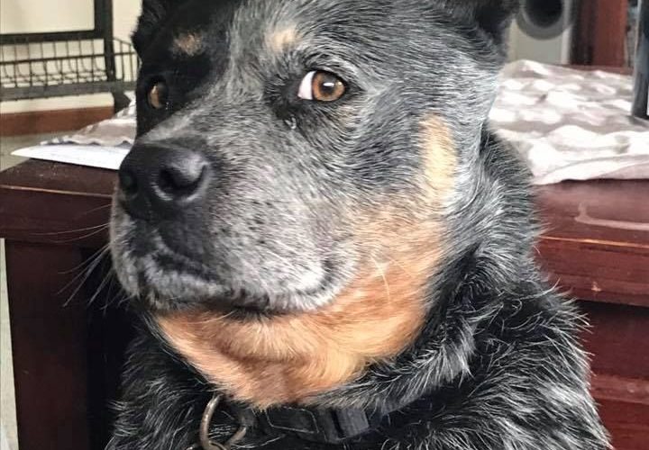 How to Bathe Your Australian Cattle Dog Dog Grooming Tutorial