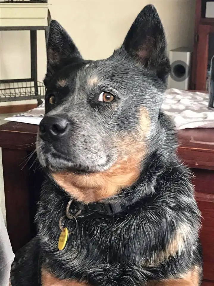 how to bathe your australian cattle dog