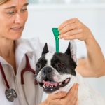 modern flea control products for your dog