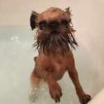 bathing tips for your brussels griffon