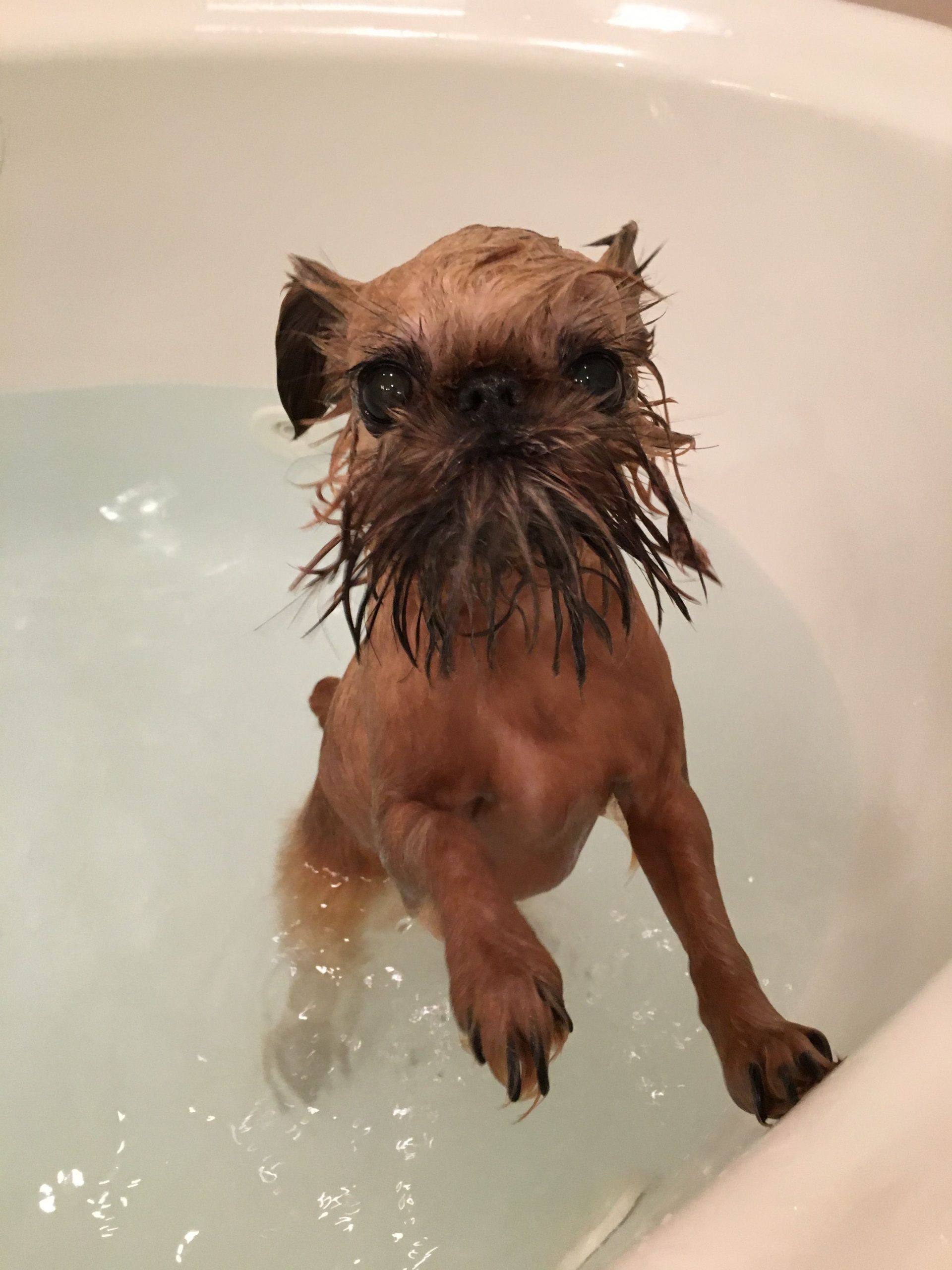 bathing tips for your brussels griffon