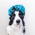 bathing and cleaning a border collie