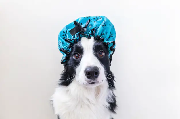 bathing and cleaning a border collie