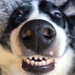 checking a border collie's teeth