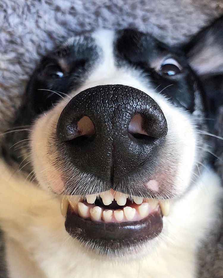 checking a border collie's teeth