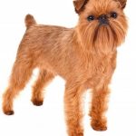 coat care for a brussels griffon