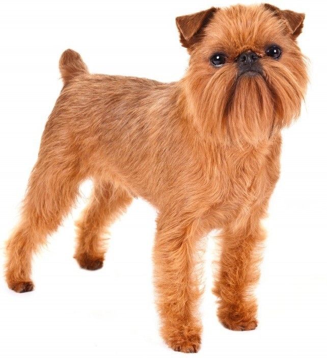 Coat Care for a Brussels Griffon Dog Grooming Tutorial
