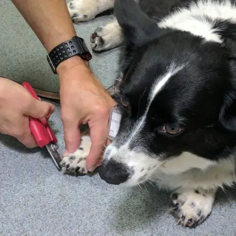 ear and nail care for your border collie