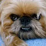 ear and tooth care for your brussels griffon