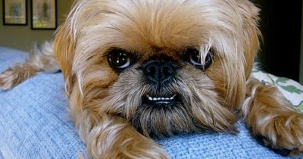 ear and tooth care for your brussels griffon