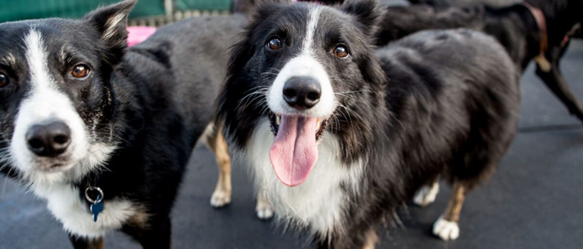 short haired collie