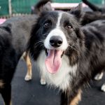 grooming smooth haired border collie