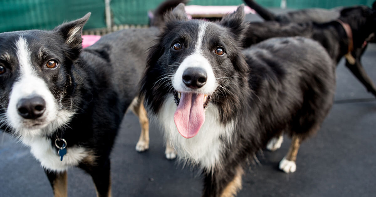 do all border collies have long hair