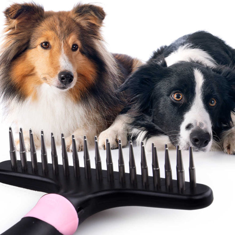 Grooming Tools for a Border Collie Dog Grooming Tutorial