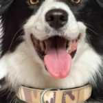 must to have border collie equipment